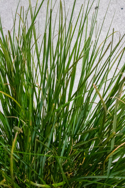 Dwarf Fountain Grass