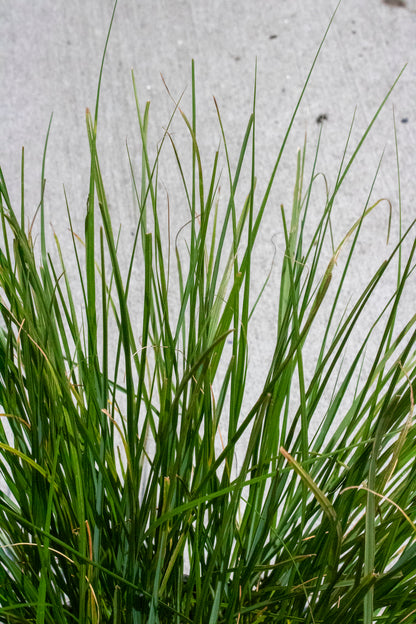 Dwarf Fountain Grass