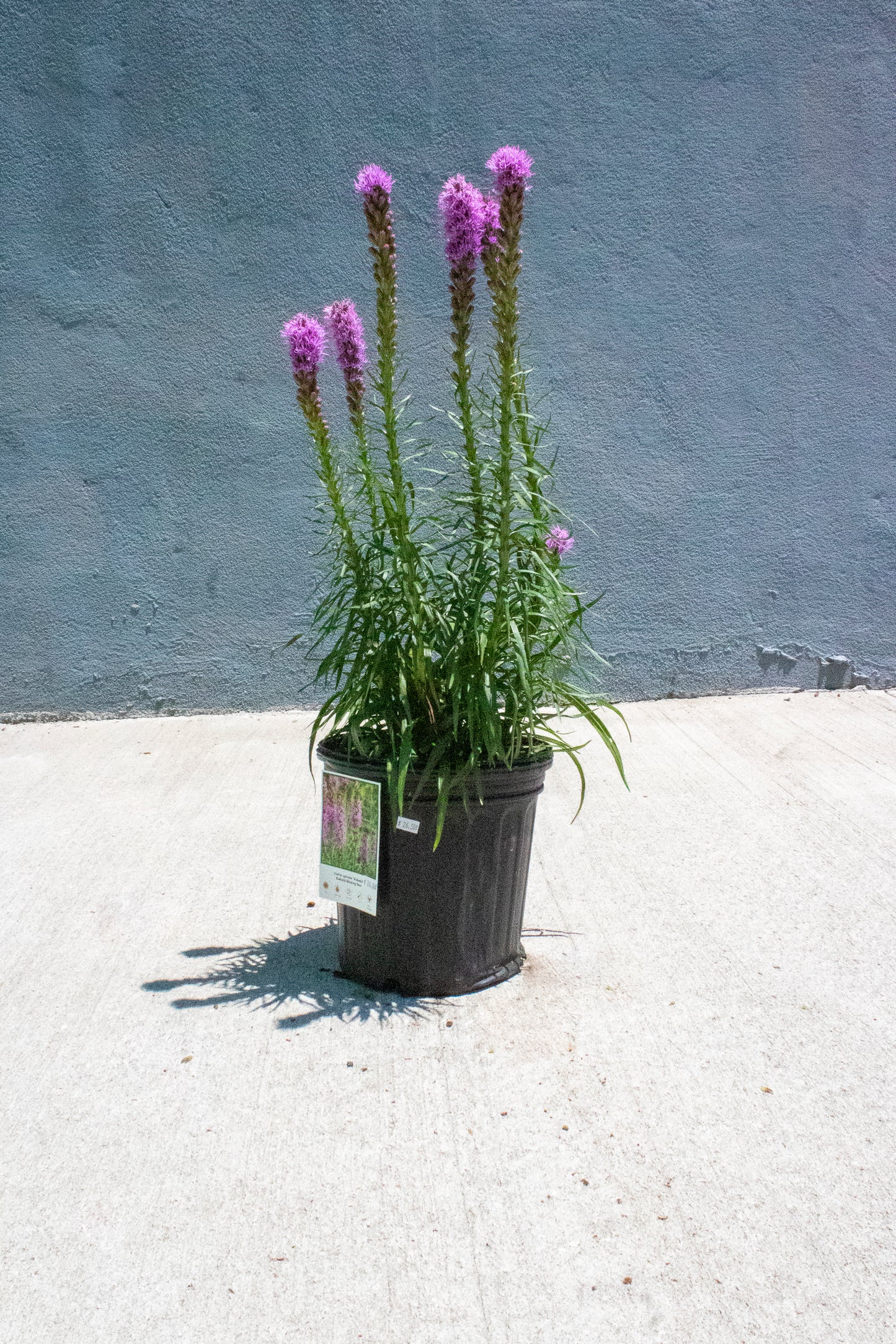Liatris