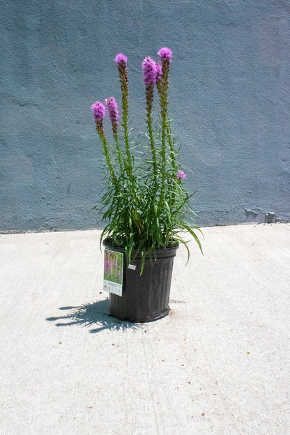 Liatris