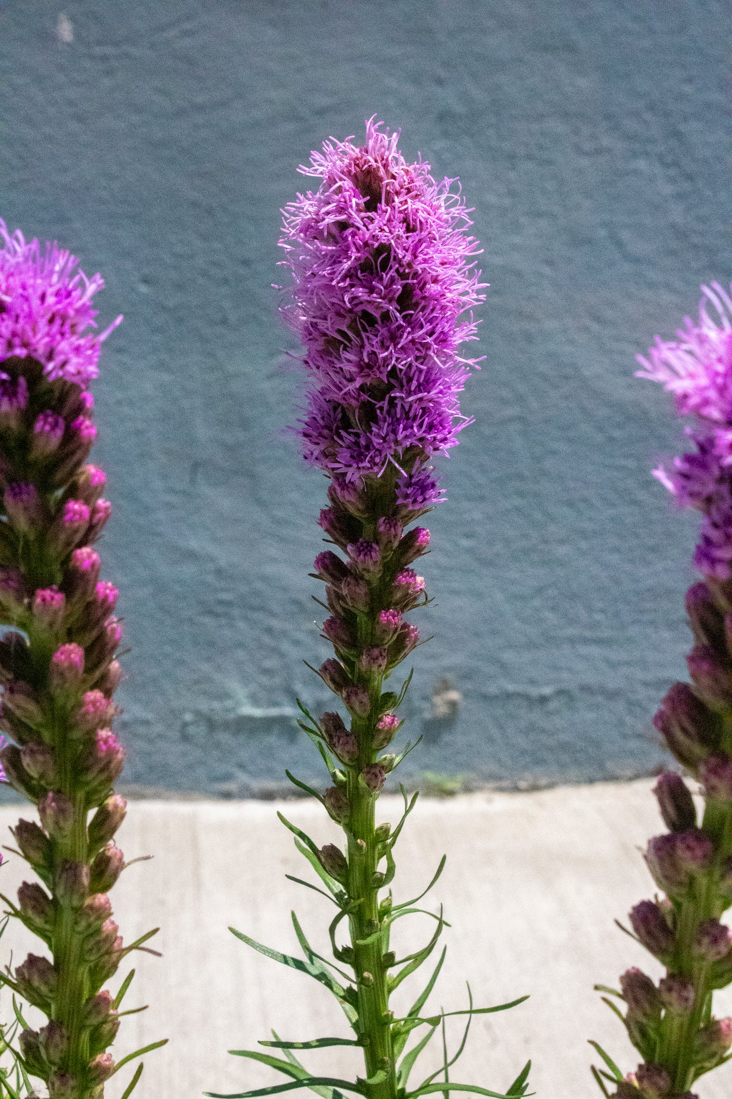 Liatris