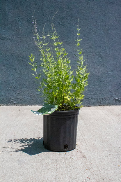 Russian Sage
