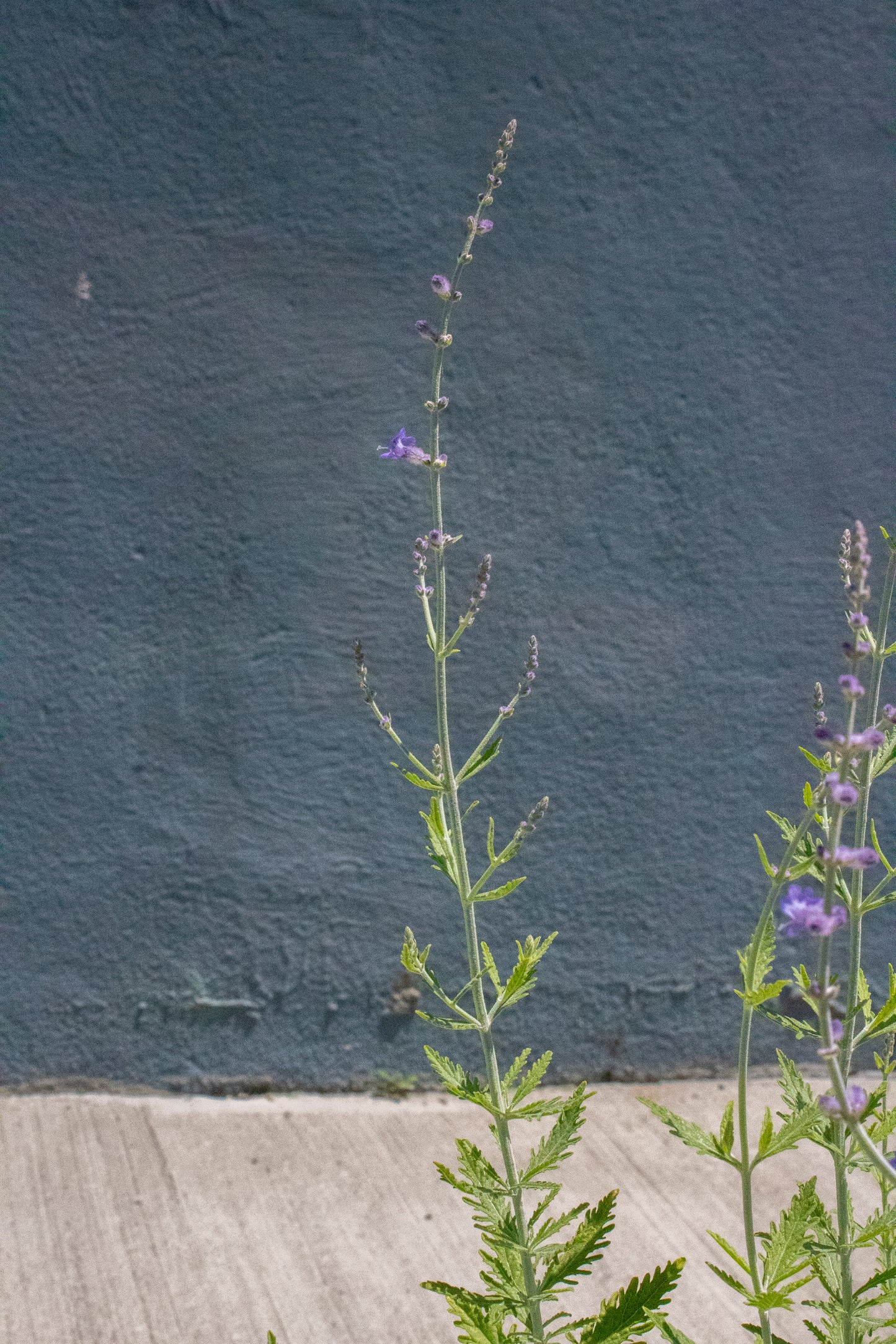 Russian Sage