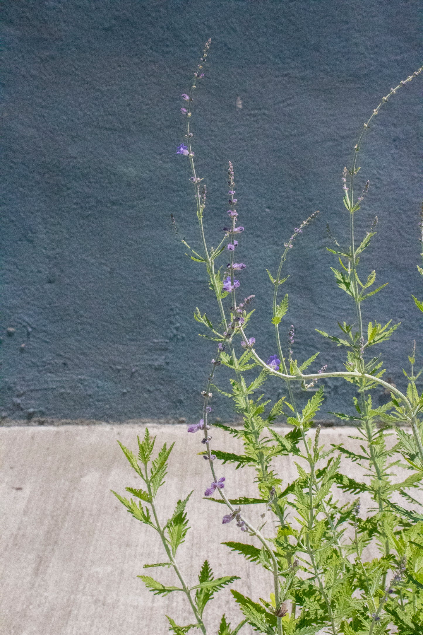 Russian Sage