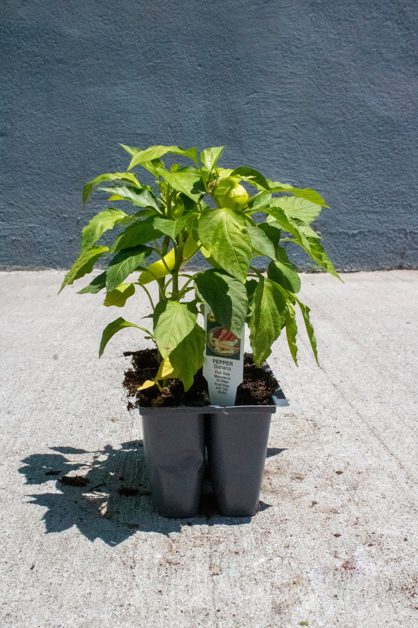 Pepper