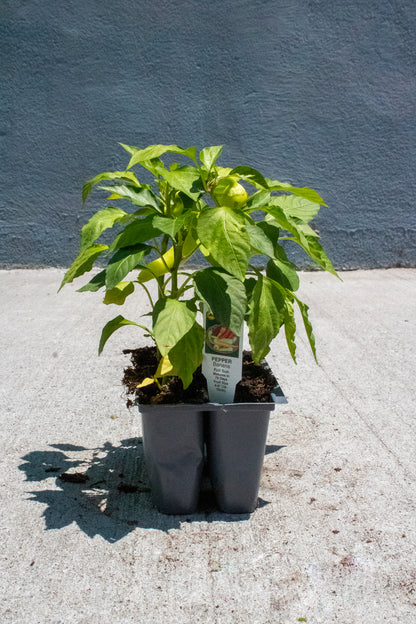 Pepper