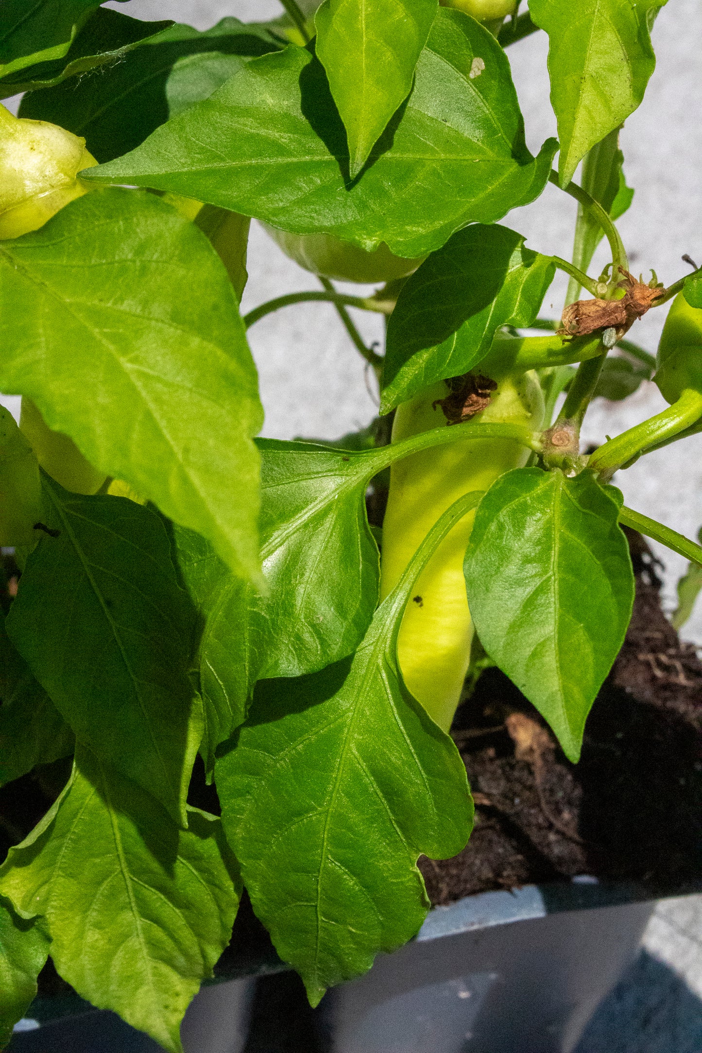 Pepper