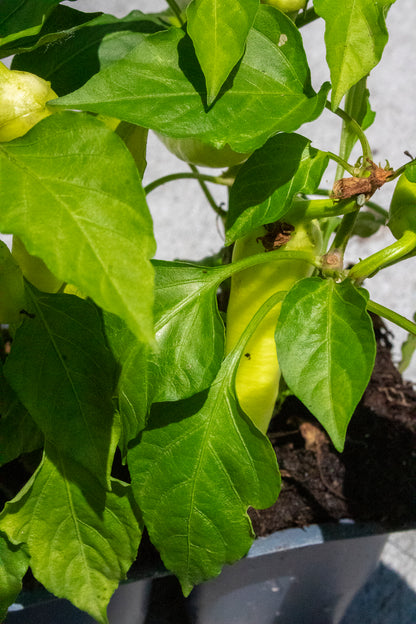 Pepper