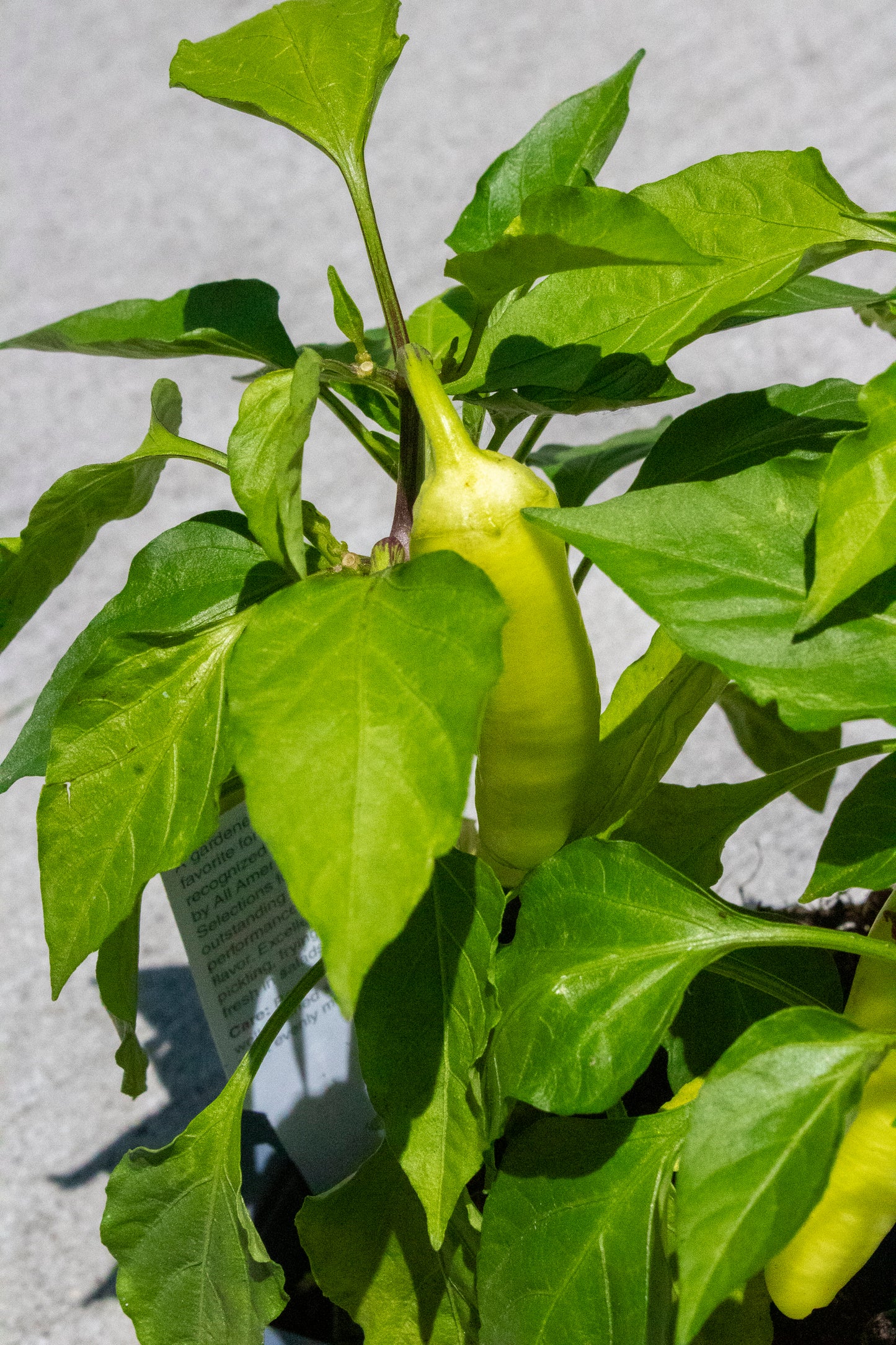 Pepper