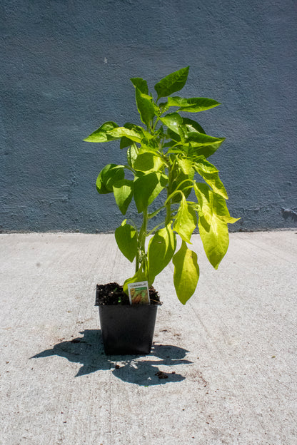 Pepper