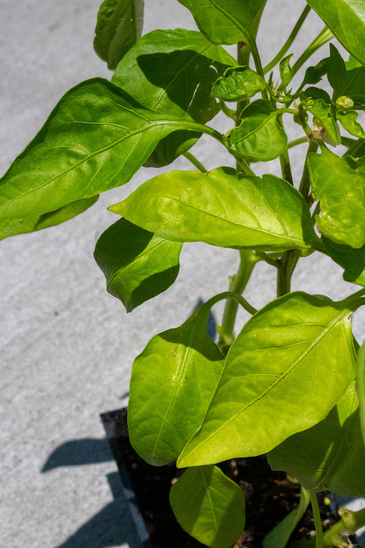 Pepper