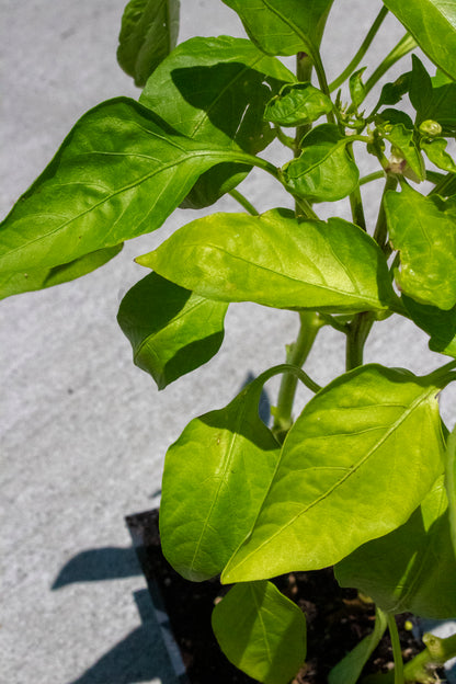 Pepper