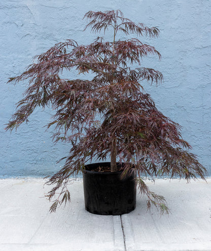 Japanese Maple - Crimson Queen