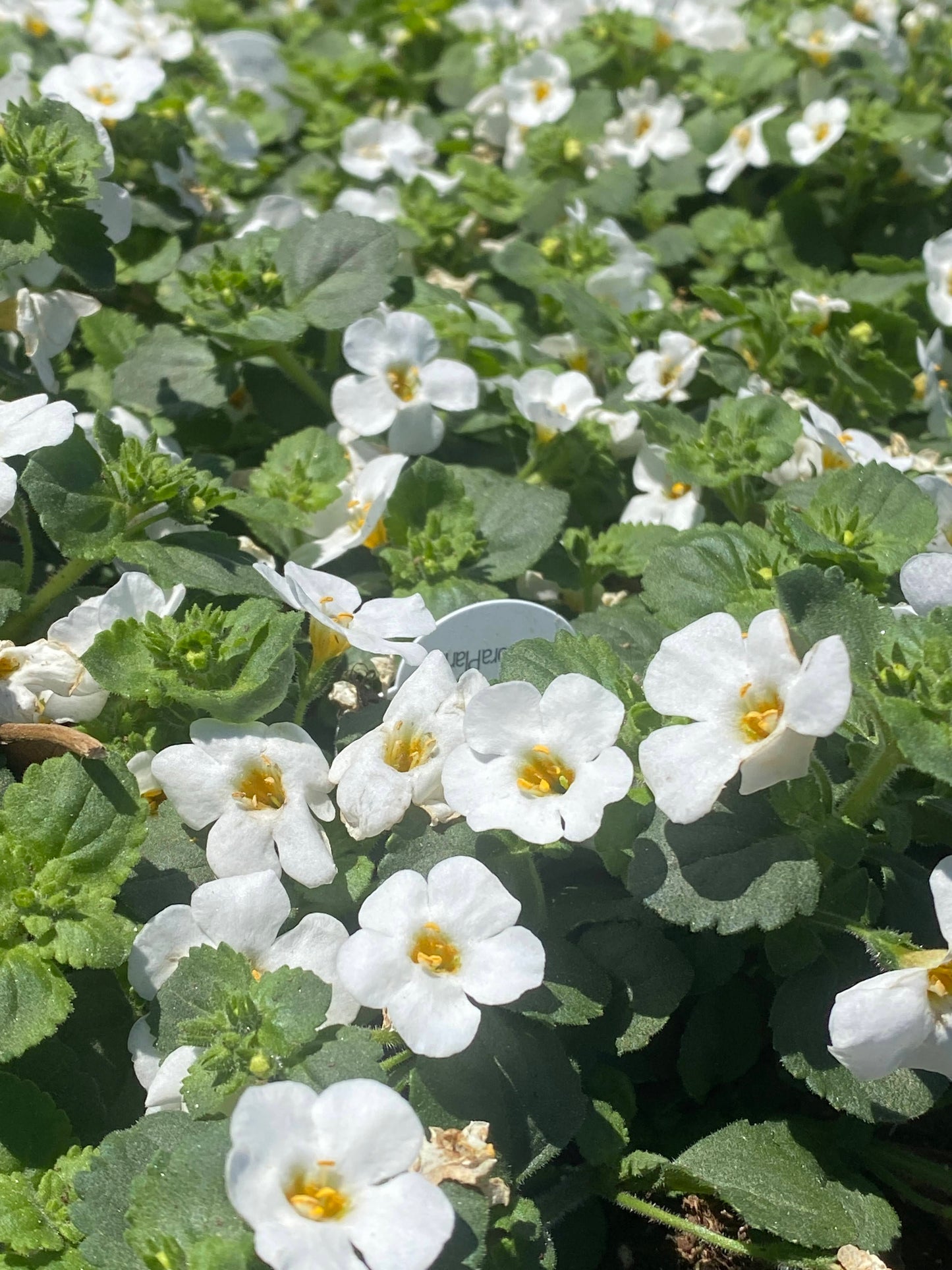 Bacopa