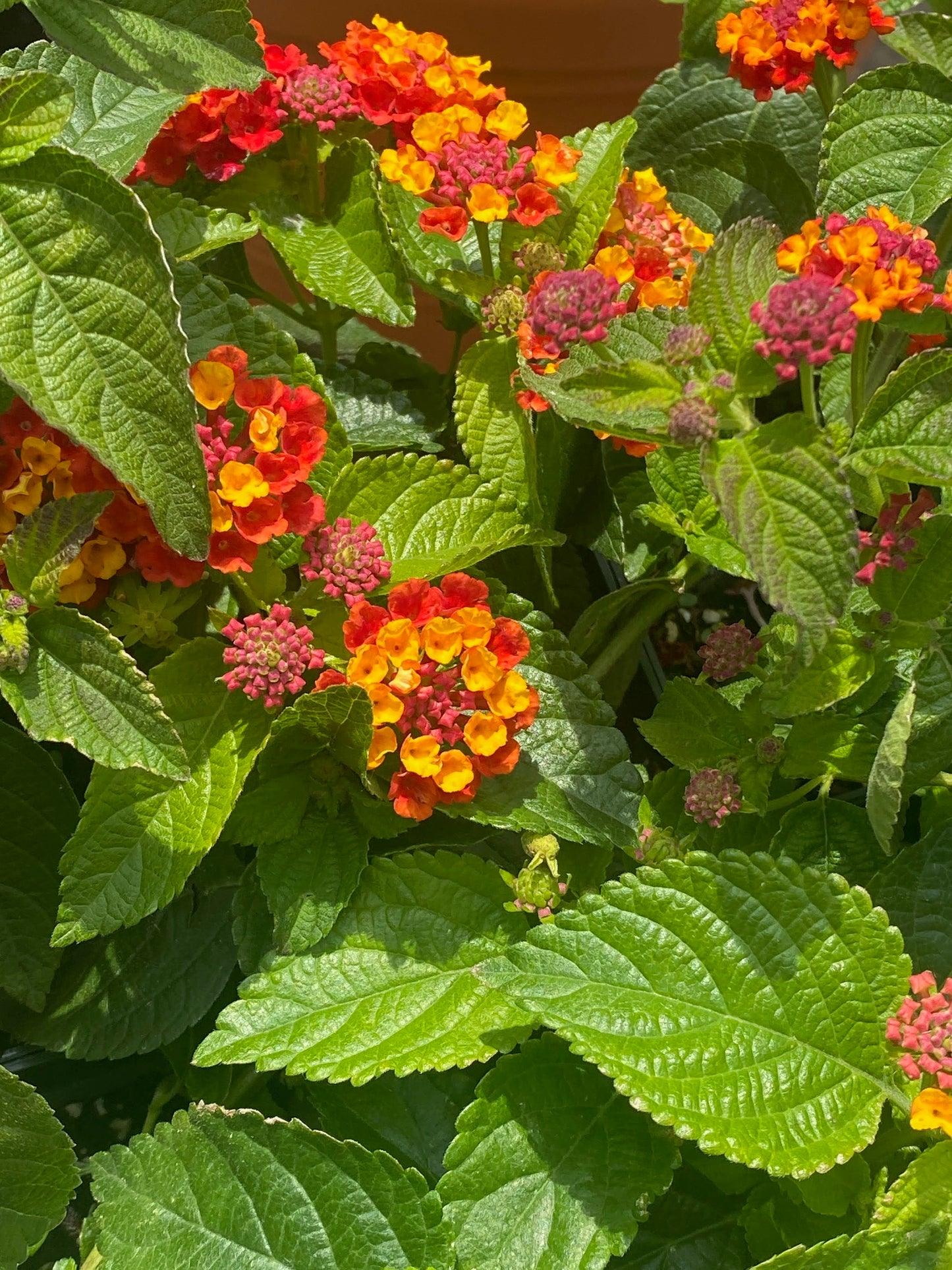 Lantana