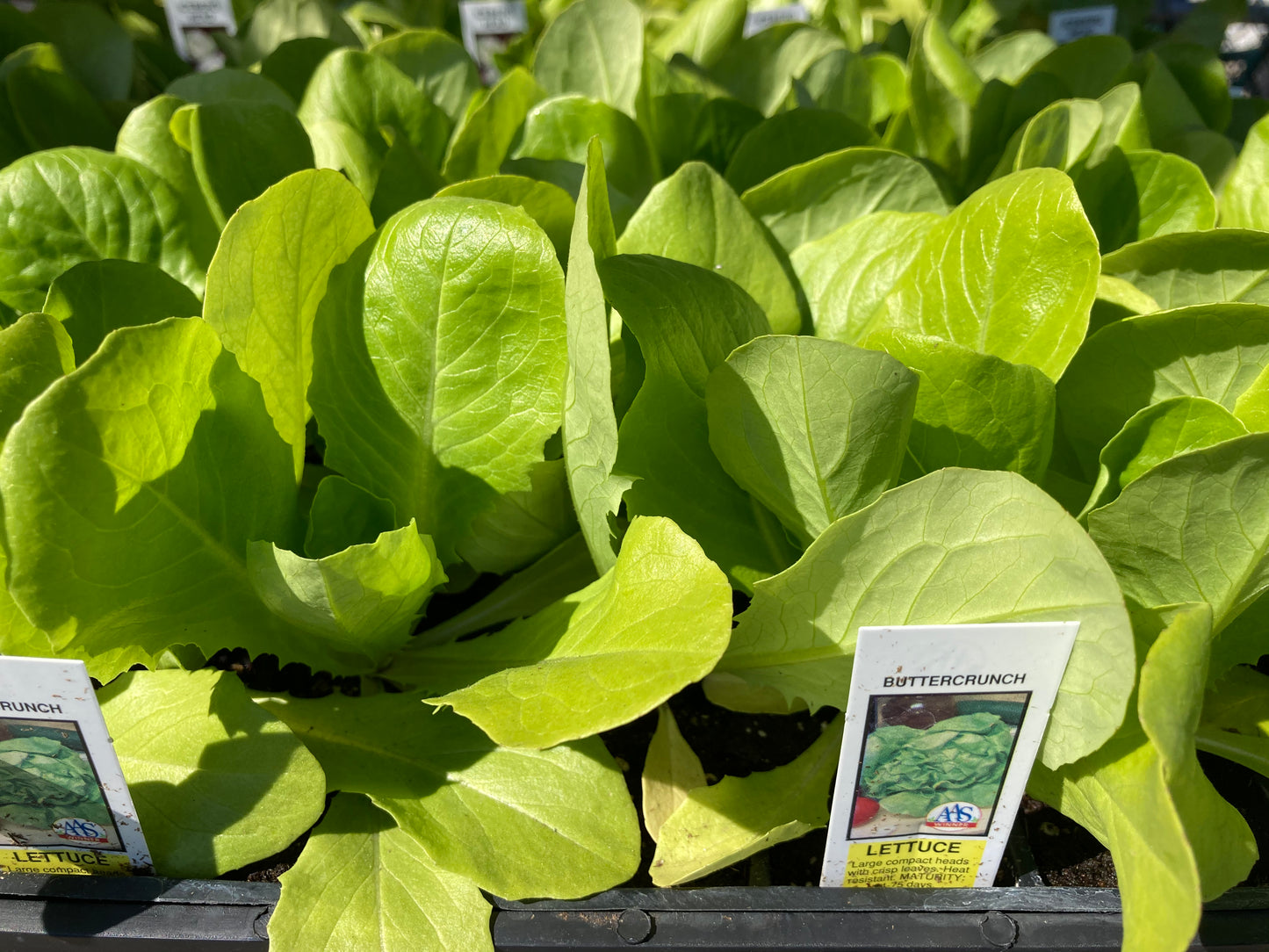 Lettuce