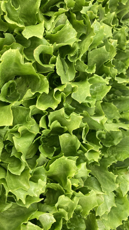 Lettuce