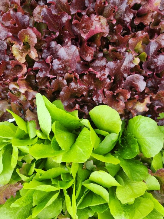 Lettuce