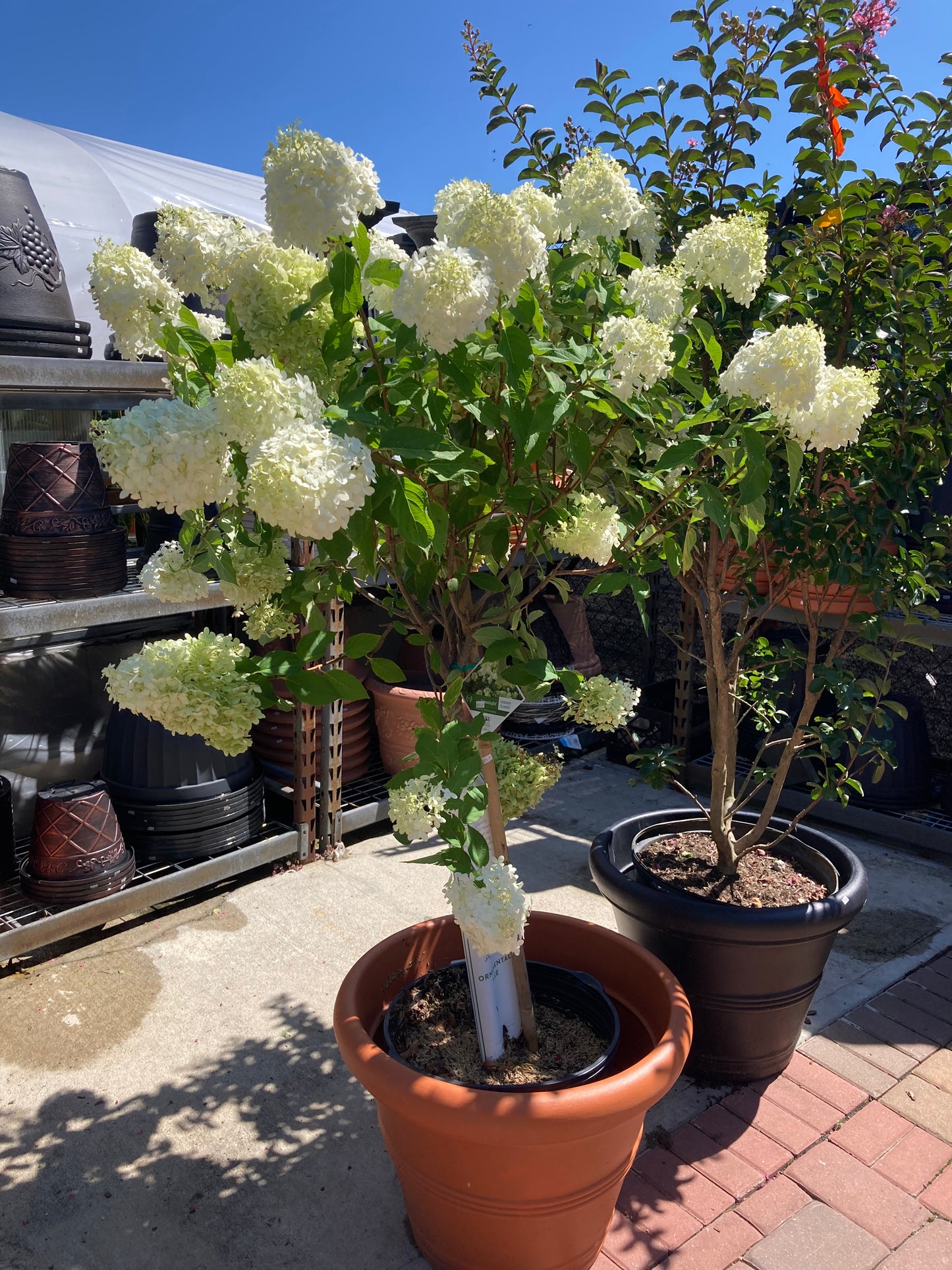 Hydrangea Tree
