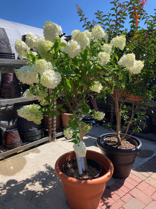Hydrangea Tree
