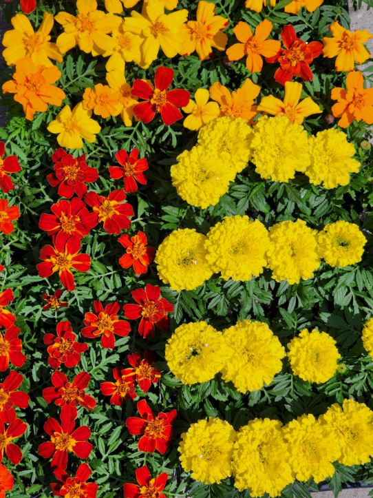 Marigolds