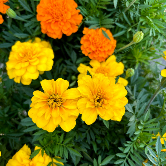 Marigolds