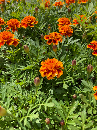 Marigolds