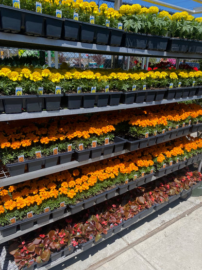 Marigolds