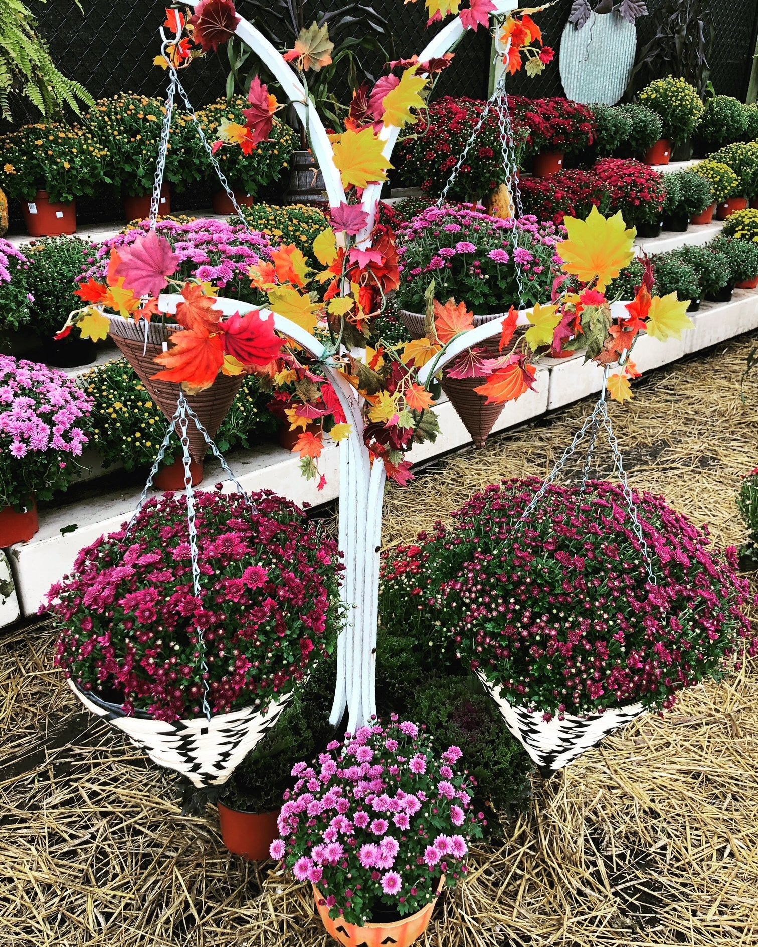 hanging mum plants Fall Garden Mum – Lisena Garden Center