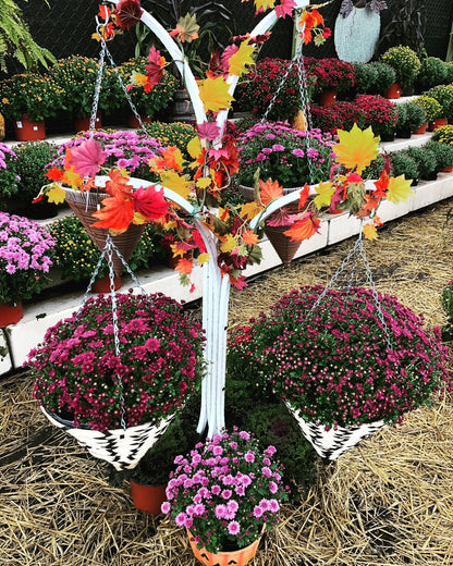 Fall Garden Mum