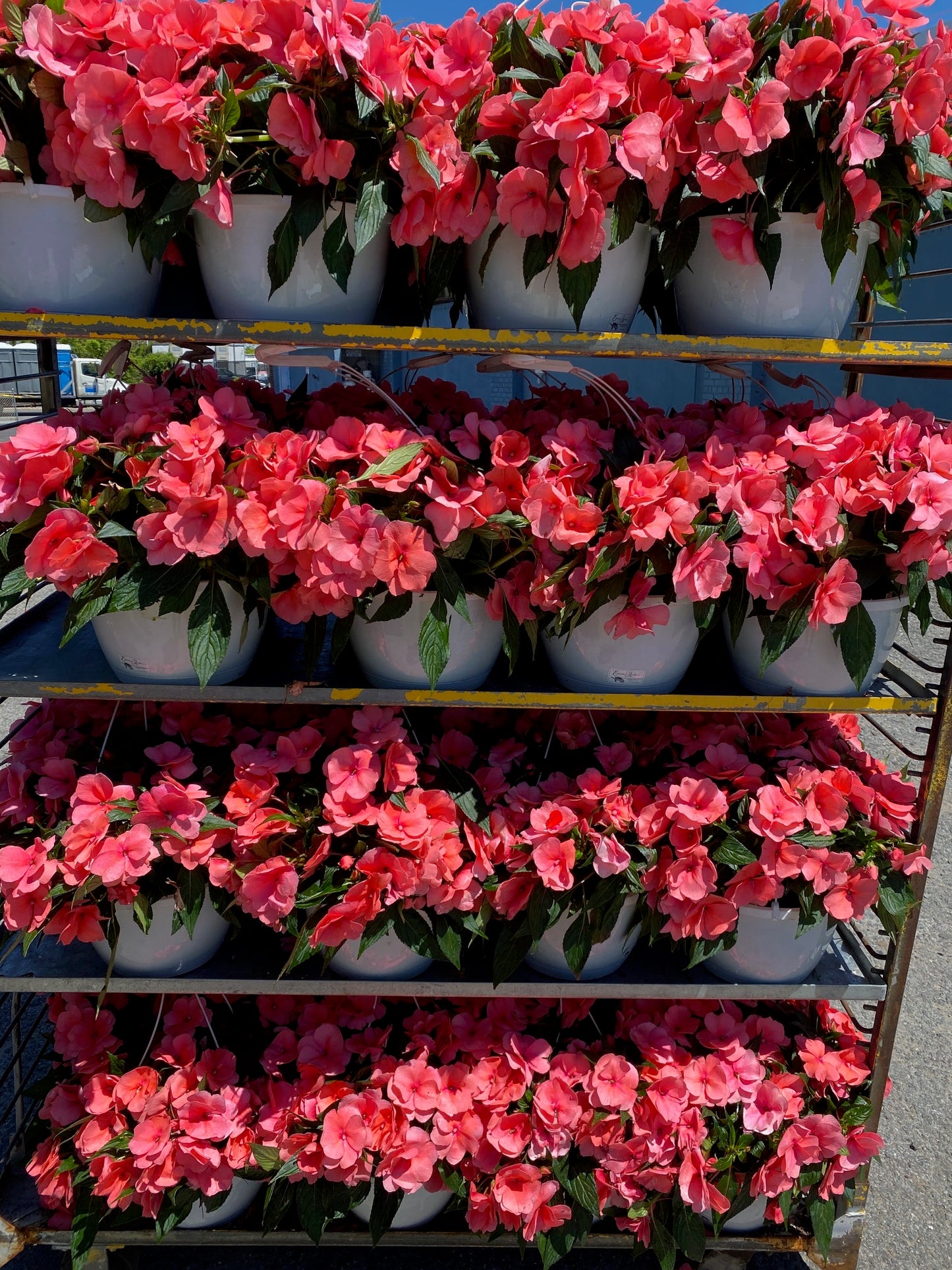 New Guinea Impatiens