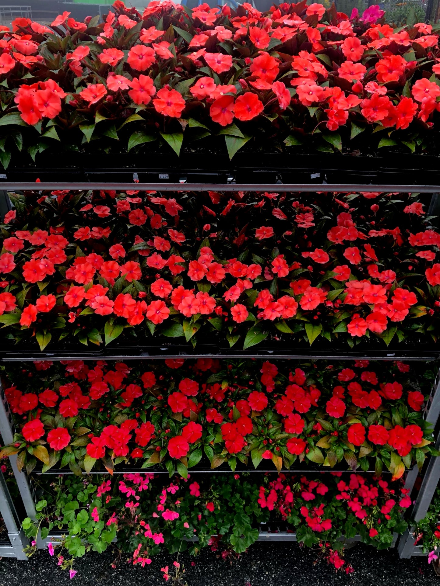 New Guinea Impatiens