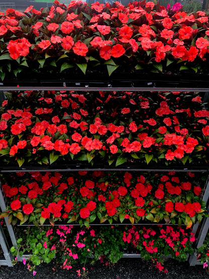 New Guinea Impatiens