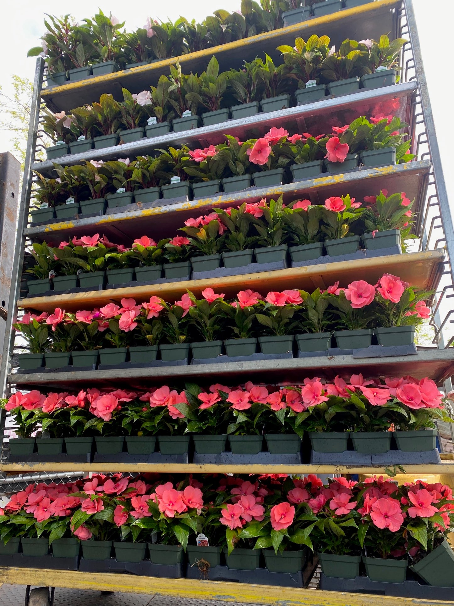 New Guinea Impatiens