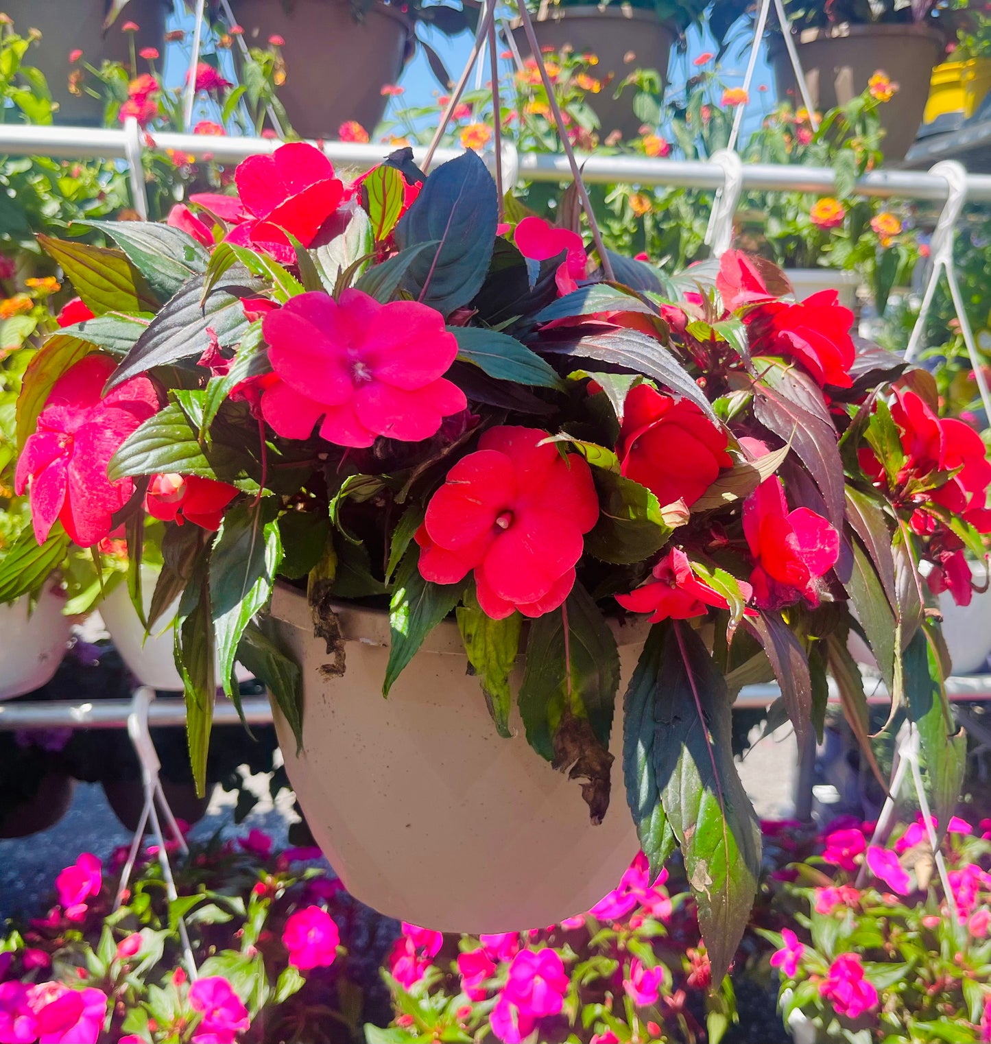 New Guinea Impatiens