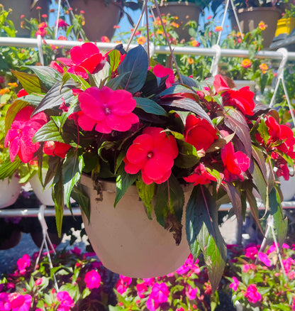 New Guinea Impatiens