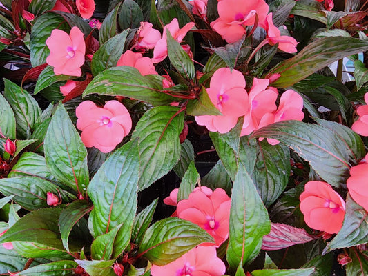 New Guinea Impatiens