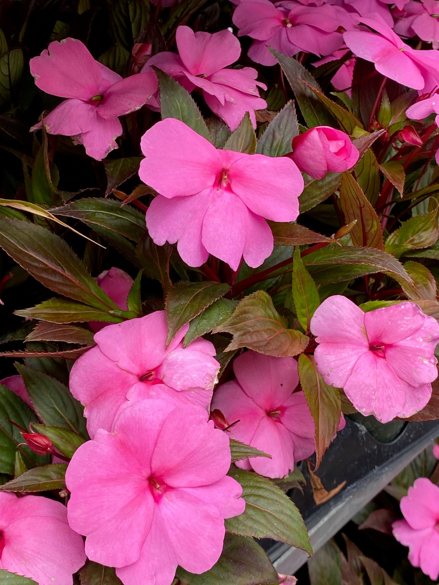 New Guinea Impatiens