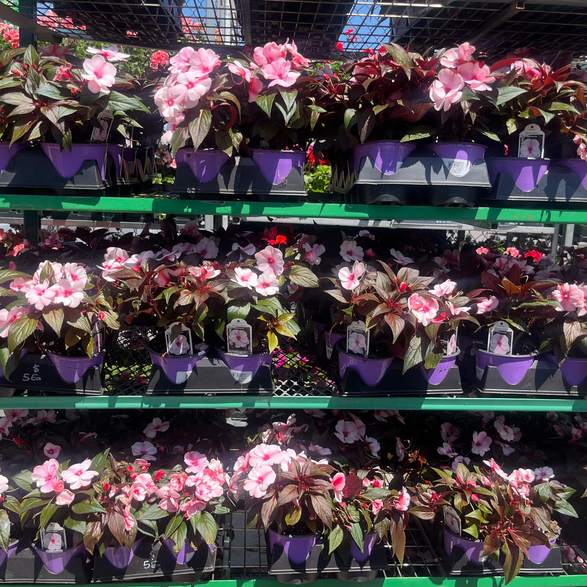 impatiens plants indoors New Guinea Impatiens – Lisena Garden Center
