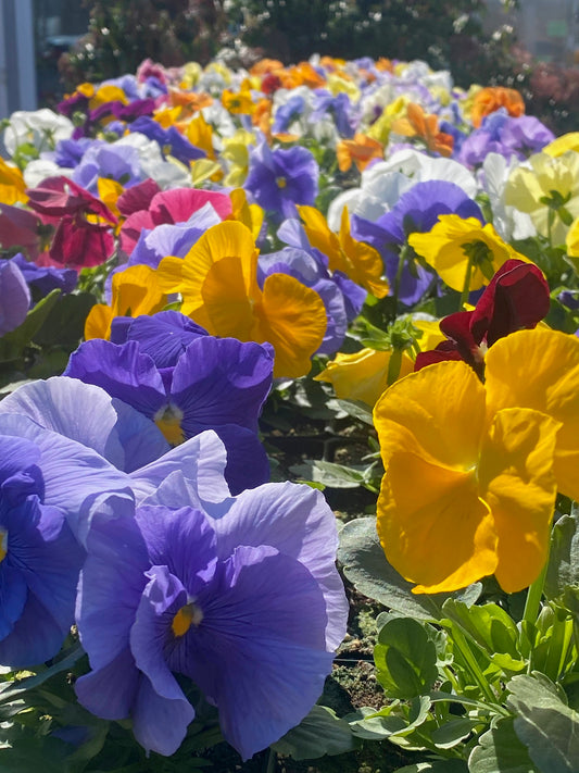 Pansy