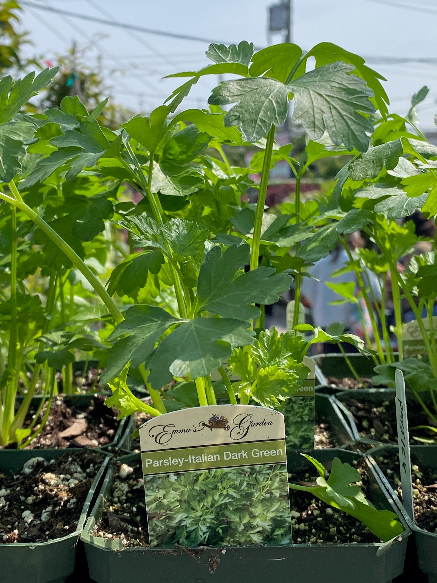 Parsley