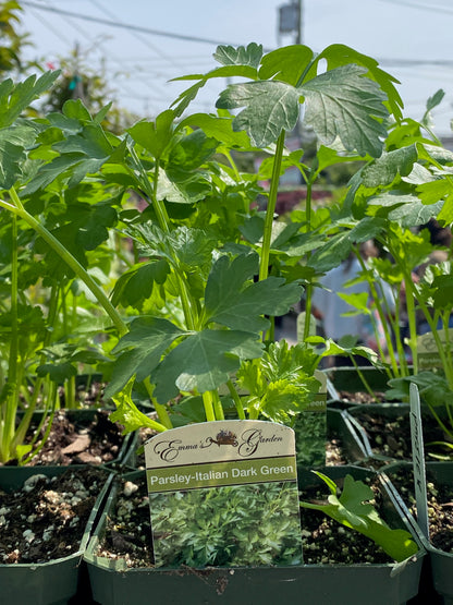Parsley