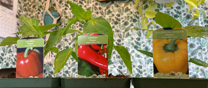 Pepper