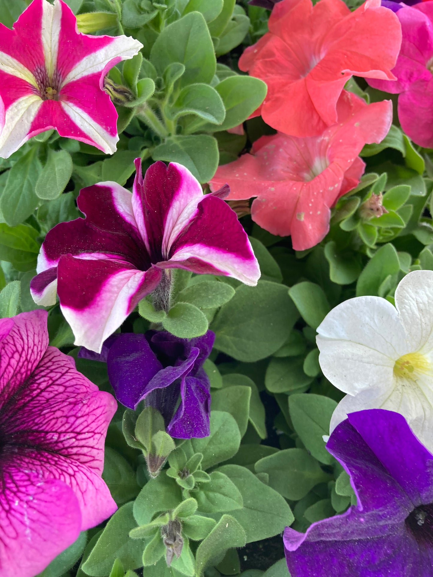 Petunia
