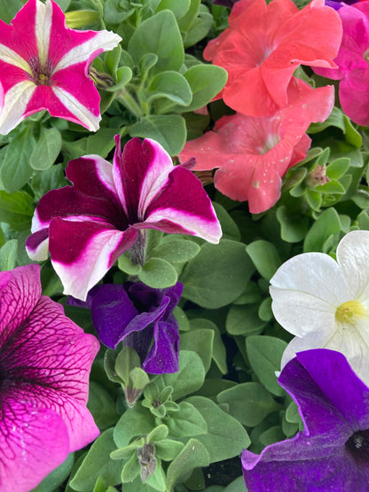 Petunia