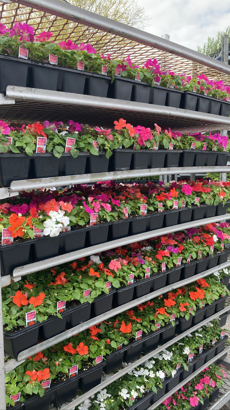 Impatiens Flowers