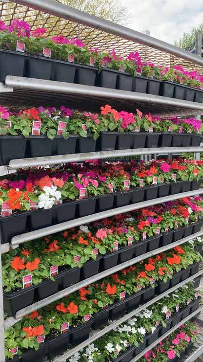 Impatiens Flowers