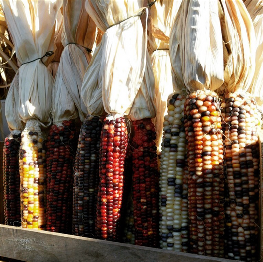 Decorative Corn