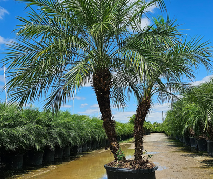 Robellini Palm (Pygmy Date Palm)