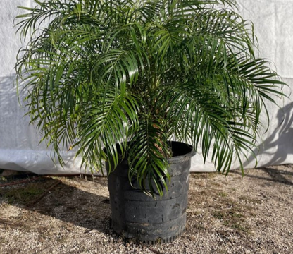 Robellini Palm (Pygmy Date Palm)